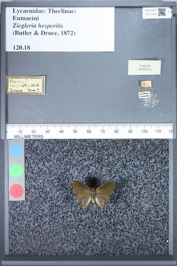 Media type: image;   Entomology 71303